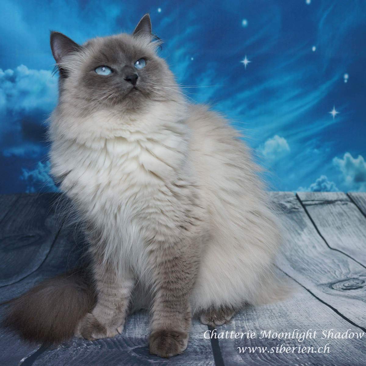 photo de Babuska