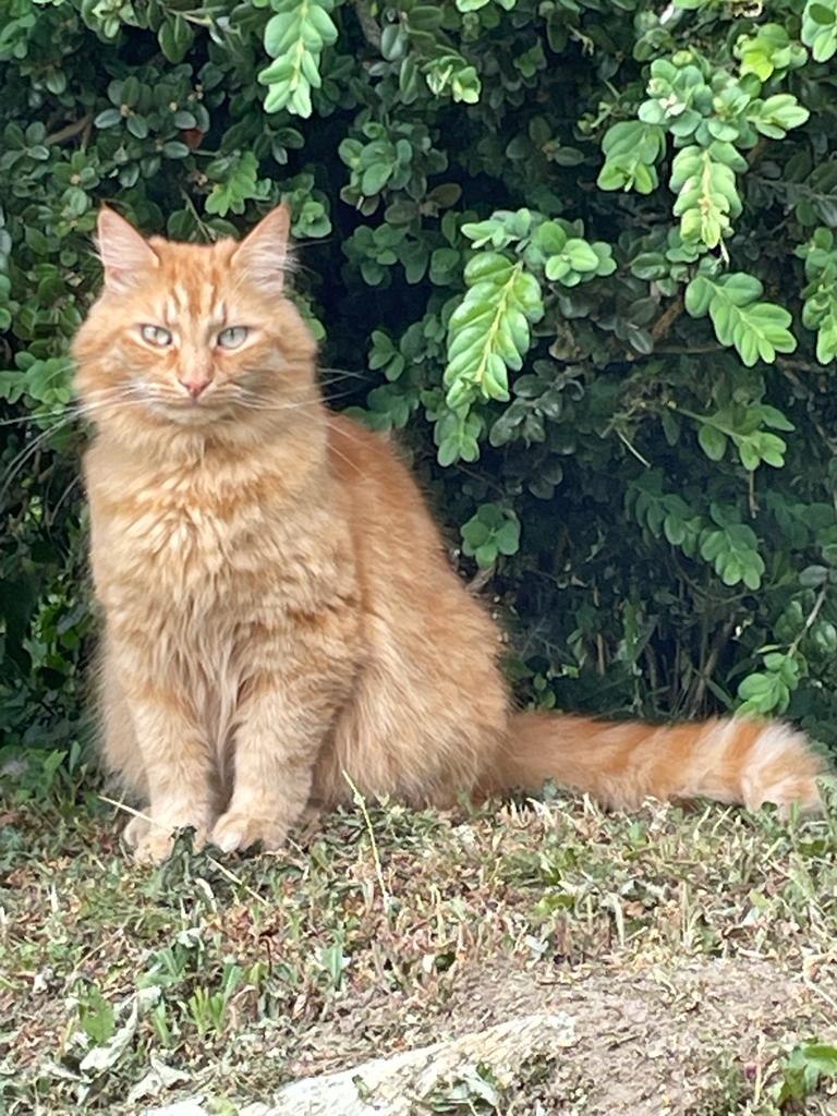 photo de Storm